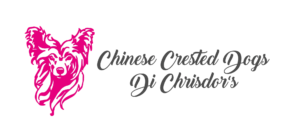 Di Chrisdor’s Chinese Crested Dog – Chinesischer Schopfhund