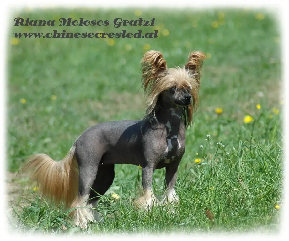 Riana Molosos Gratzi
