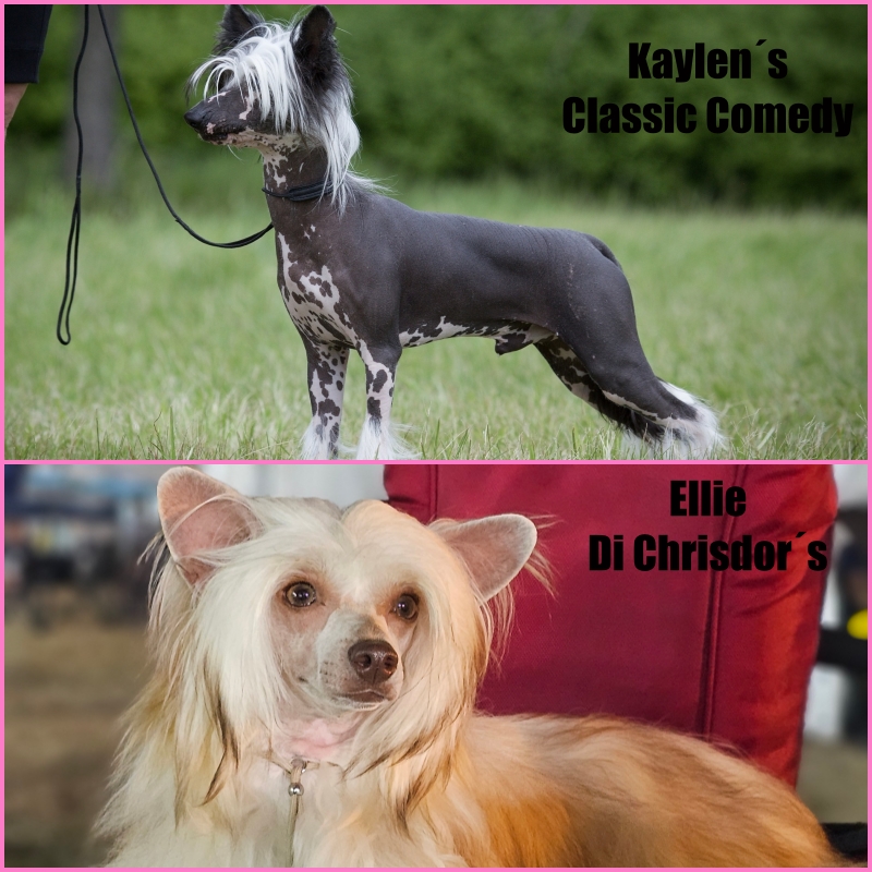 Ellie Di Chrisor´s x Kaylen´s Classic Comedy